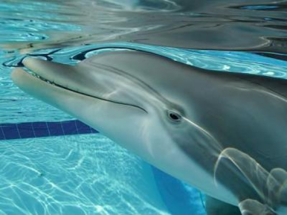 Նոր ուսումնասիրության համաձայն դելֆինները էպիզոդիկ հիշողություն ունեն